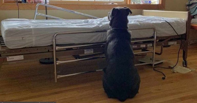 Anjing yang Setia Menunggu di Samping Tempat Tidur Pemiliknya di Rumah Sakit, Tidak Tahu Bahwa Dia Telah Meninggal