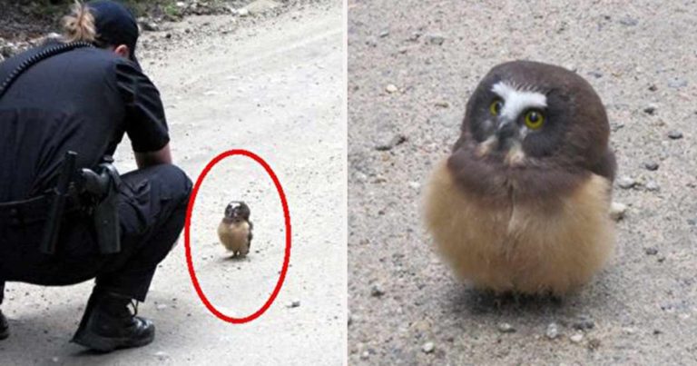 Bayi Burung Hantu Super Imut dengan Ekspresi yang Polos ‘Mencegat’ Mobil Polisi, Membuat Hati Mereka Luluh