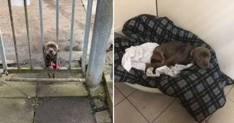 Ekspresi Memilukan Anjing yang Ditinggalkan dan Diikat di Pintu Tempat Penampungan