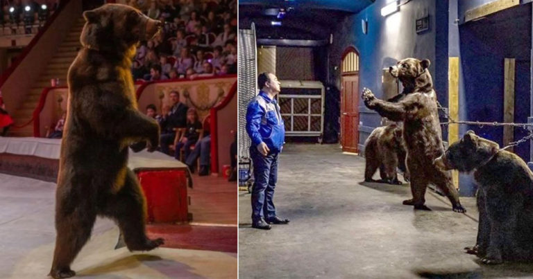 Fakta yang Sebenarnya Beruang dalam Sirkus, Bagaimana Mereka Dipaksa Berdiri dengan Dua Kaki