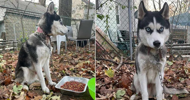 Husky yang Terikat di Pagar Selama Beberapa Hari Setelah Pemiliknya Pindah Telah Diselamatkan