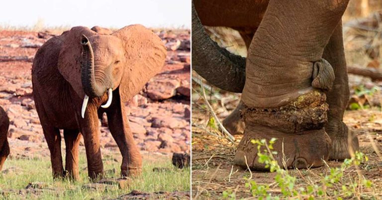 Induk Gajah dengan Jerat Kawat yang Melilit dan Hampir Memotong Kakinya Telah Diselamatkan