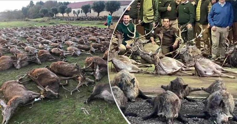 Kemarahan Pemerintah Portugal Setelah Lebih dari 500 Rusa dan Babi Hutan Dibantai oleh Para Pemburu Spanyol