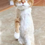Kucing Berkaki Tiga Akhirnya Kembali ke Rumah 1