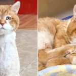 Kucing-Berkaki-Tiga-Akhirnya-Kembali-ke-Rumah