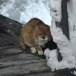 Kucing Berkaki Tiga Akhirnya Kembali ke Rumah 4