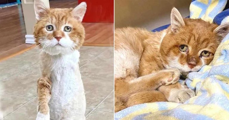 Kucing Berkaki Tiga Akhirnya Kembali ke Rumahnya Setelah Bertemu dengan Kebaikan Sebuah Keluarga