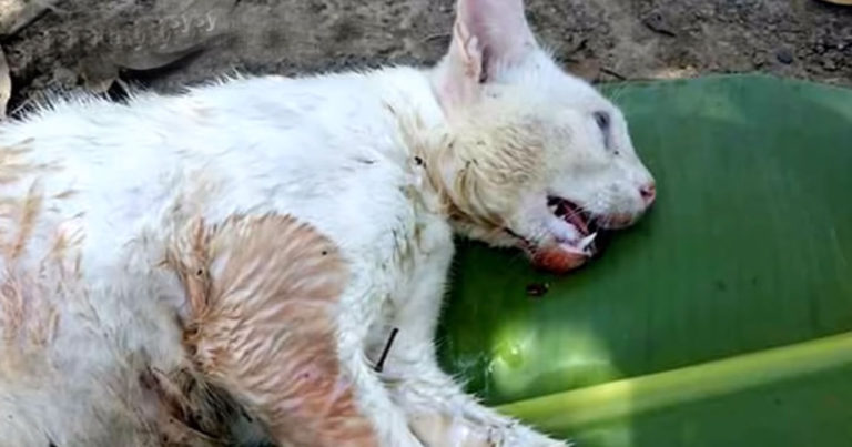 Penyelamatan dan Pemulihan Ajaib dari Kucing yang Ditemukan dalam Kondisi Sekarat
