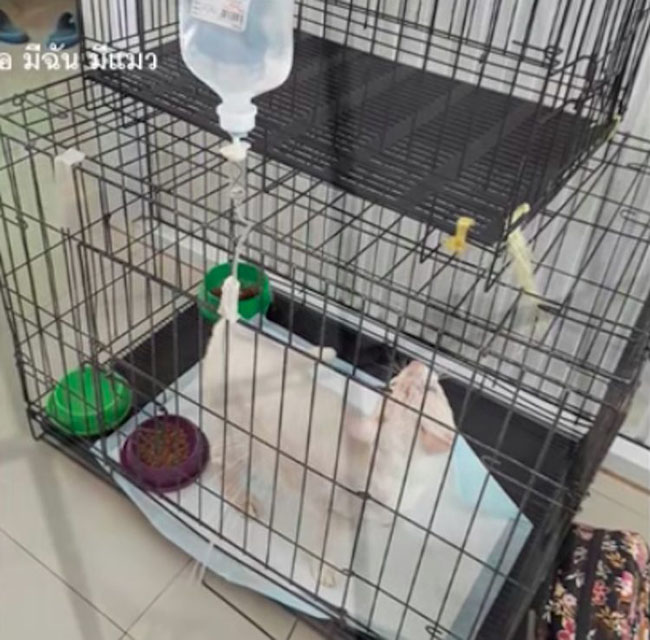 Penyelamatan dan Pemulihan Ajaib dari Kucing yang Ditemukan dalam 