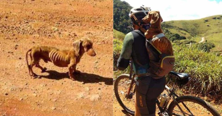 Seorang Pesepeda Berhenti Ketika Melihat Seekor Anjing yang Ditinggalkan di Ambang Kematian