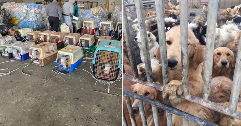 60 Anjing yang Diselamatkan dari Perdagangan Daging Anjing di Tiongkok Membutuhkan Bantuan Anda untuk Menemukan Rumah Selamanya