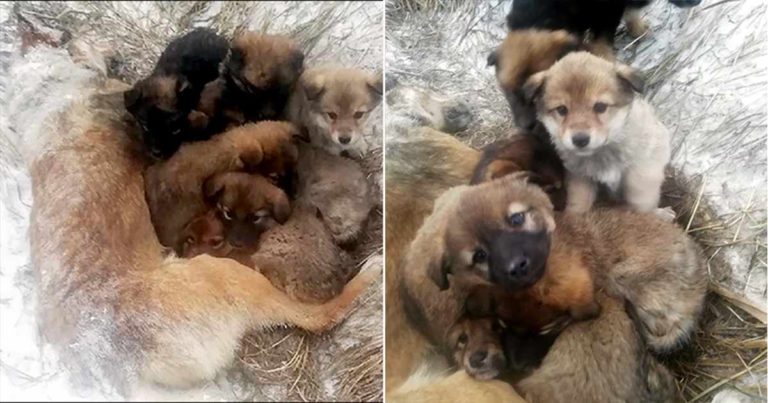 7 Anak Anjing Ditemukan Menempel di Tubuh Induknya yang Telah Membeku dalam Cuaca -20°C, Kini Mereka Sedang Mencari Rumah Baru