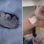 Anak-Anjing–Bulldog-yang-Lahir-Cacat-Ditinggalkan-di-Salju
