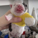 Anak Anjing Bulldog yang Lahir Cacat Ditinggalkan di Salju 3