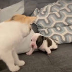 Anak Anjing Bulldog yang Lahir Cacat Ditinggalkan di Salju 5