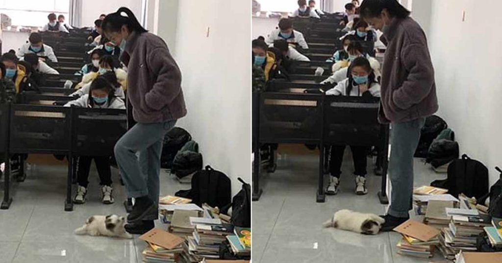 Anak Anjing Masuk ke Ruang Kelas dan Mulai Bermain dengan 