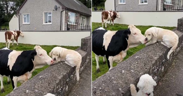 Persahabatan Anak Anjing dengan Seekor Sapi Ini Membuktikan Bahwa Cinta Tidak Ada Batas