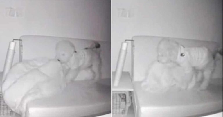 Anak Anjing yang ‘Pintar’ Mencoba Menutupi Bekas Kencingnya di Sofa dengan Alas Tidurnya, Agar Pemiliknya Tidak Tahu