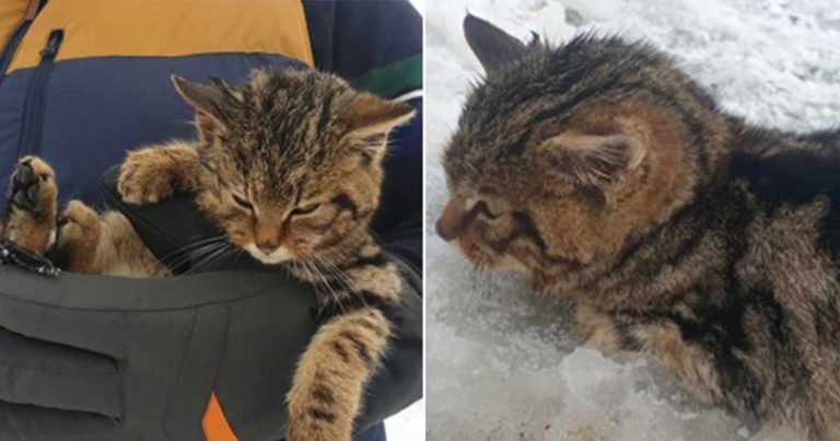 Kucing yang Diselamatkan di Jalanan Bersalju Ternyata Kucing Liar Skotlandia yang Sangat Langka