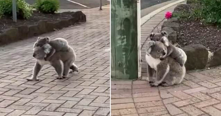Momen Menggemaskan Saat Induk Koala yang Menggendong Bayinya Terlihat Berhenti di Persimpangan Jalan