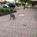 Momen Menggemaskan Saat Koala yang Menggendong Anaknya di Punggungnya 2