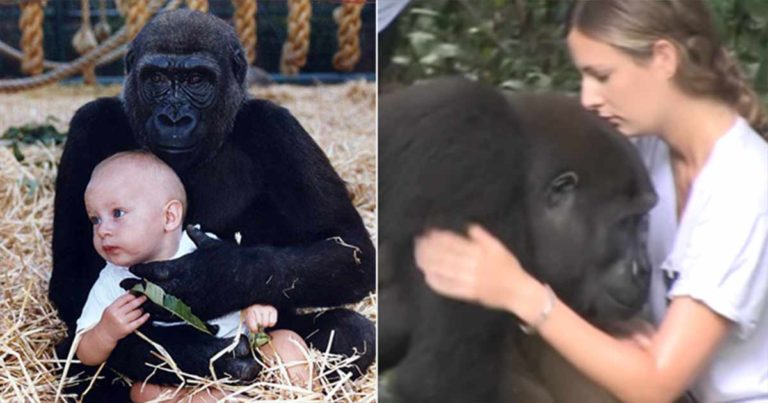 Momen Mengharukan Ketika Seekor Gorila Langsung Mengenali Teman Manusianya Setelah 15 Tahun Berpisah