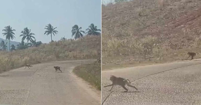 Ratusan Monyet di Thailand Menyerbu Ladang Jagung untuk ‘Mencuri’ Makanan Setelah Kurangnya Kunjungan Wisatawan Karena COVID-19