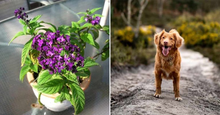Wanita Ini Memperingatkan Pemilik Anjing Tentang Bahaya Tanaman Heliotrope Setelah Anjingnya Mati