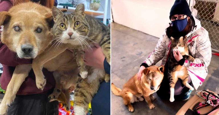Anjing Buta dan Kucing Pemandunya Diadopsi Bersama-sama ke ‘Rumah yang Sempurna’