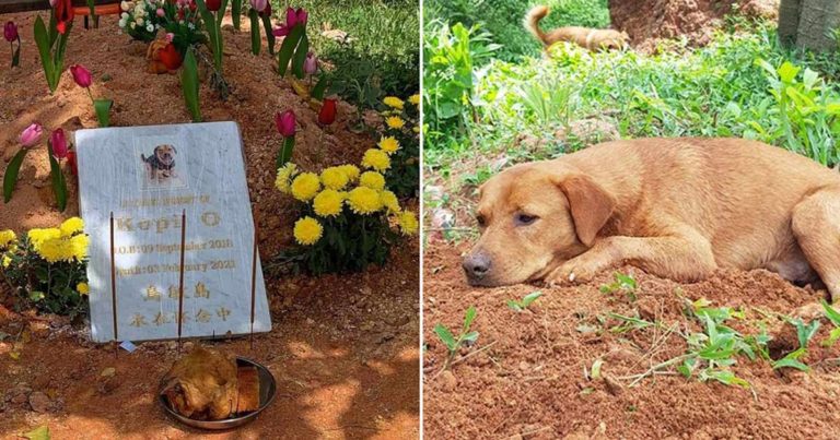 Anjing yang Berduka Menolak untuk Meninggalkan Kuburan Saudaranya yang Mati Ditabrak
