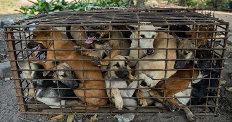 Foto yang Memilukan Saat 61 Ekor Anjing Dimasukkan dalam Kandang Sempit untuk Diangkut ke Rumah Jagal