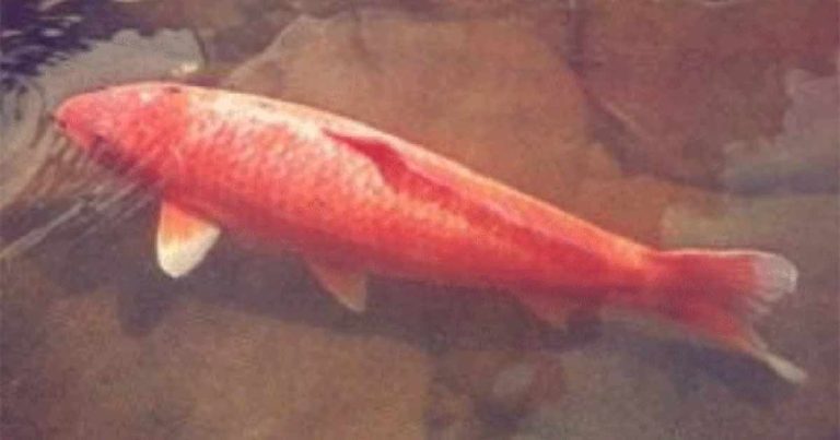 Ikan Koi Tertua di Dunia Berusia 226 Tahun