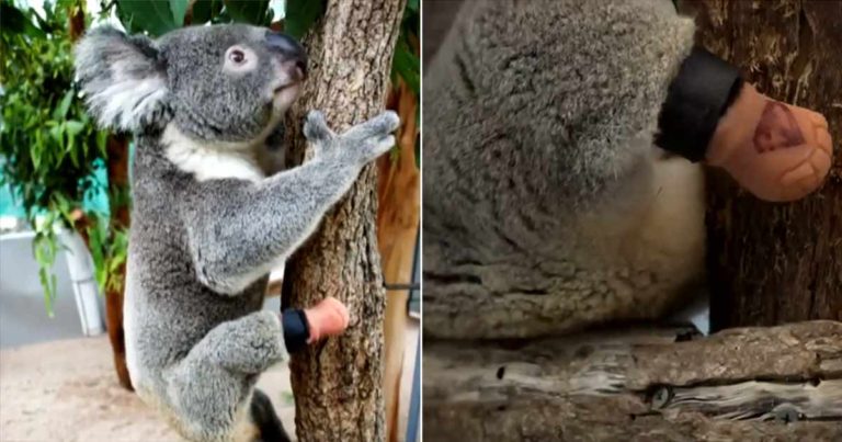 Koala Berkaki Tiga Memanjat dan Berlari dengan Kaki Palsu Buatan Dokter Gigi