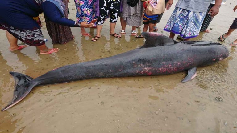 Puluhan Paus Pilot Terdampar di Pantai Madura