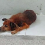 Anjing yang Sedih Masih Berada di Rumah Sakit dan Menolak Pergi 1