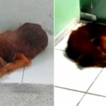 Anjing-yang-Sedih-Masih-Berada-di-Rumah-Sakit-dan-Menolak-Pergi