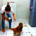 Anjing yang Sedih Masih Berada di Rumah Sakit dan Menolak Pergi 4