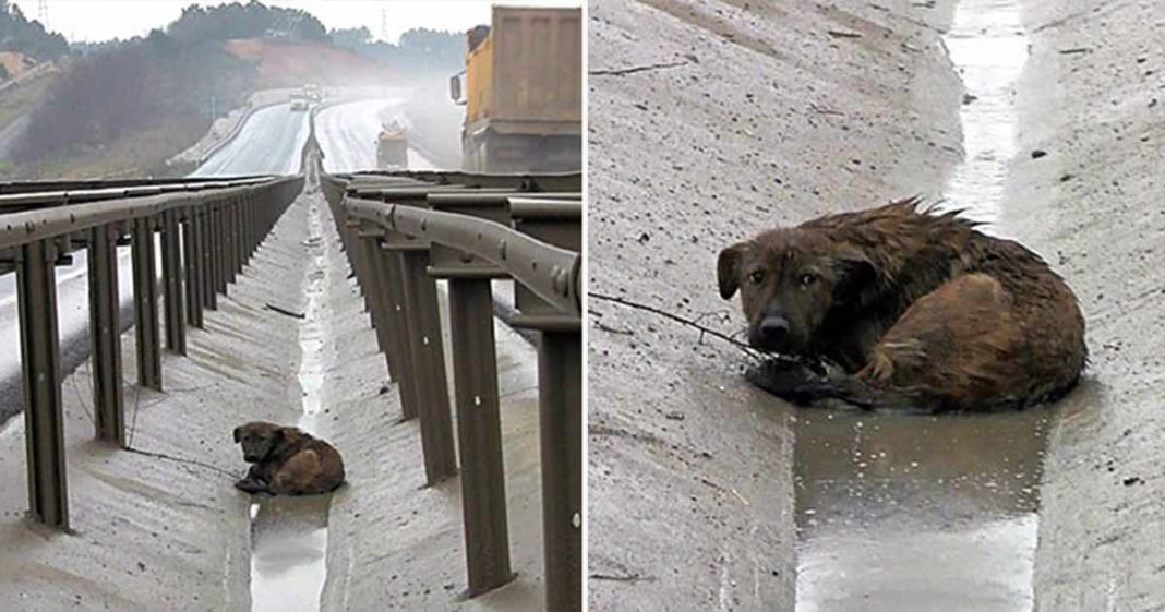 Anjing yang Terluka di Saluran Pembuangan di Tengah Jalan Bebas