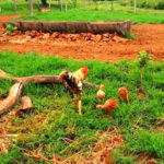 Ayam Jantan Mengasuh Anak-anak Ayam 1