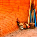 Ayam Jantan Mengasuh Anak-anak Ayam 4