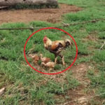Ayam Jantan Mengasuh Anak-anak Ayam 6
