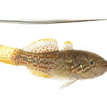 Ikan Zombie 2