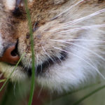 Mengapa Kucing Makan Rumput