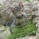 Mengapa Kucing Makan Rumput 2