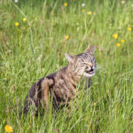 Mengapa Kucing Makan Rumput 4