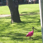 Misteri Burung Ibis Merah Muda yang Berkeliaran di Kota Kecil 1