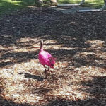Misteri Burung Ibis Merah Muda yang Berkeliaran di Kota Kecil 2