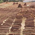 cow-dung-logs-sun-drying