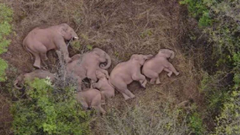 Misteri Kawanan Gajah Liar di Tiongkok Sudah Setahun Berkelana, Netizen Tiongkok : Memohon kepada Otoritas yang Lebih Tinggi? Ahli Ungkap Alasan Menyedihkan