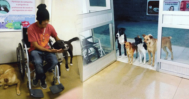4 Anjing dengan Setia Menunggu di Pintu Rumah Sakit Tempat ‘Temanya’ Seorang Tunawisma Sedang Dirawat